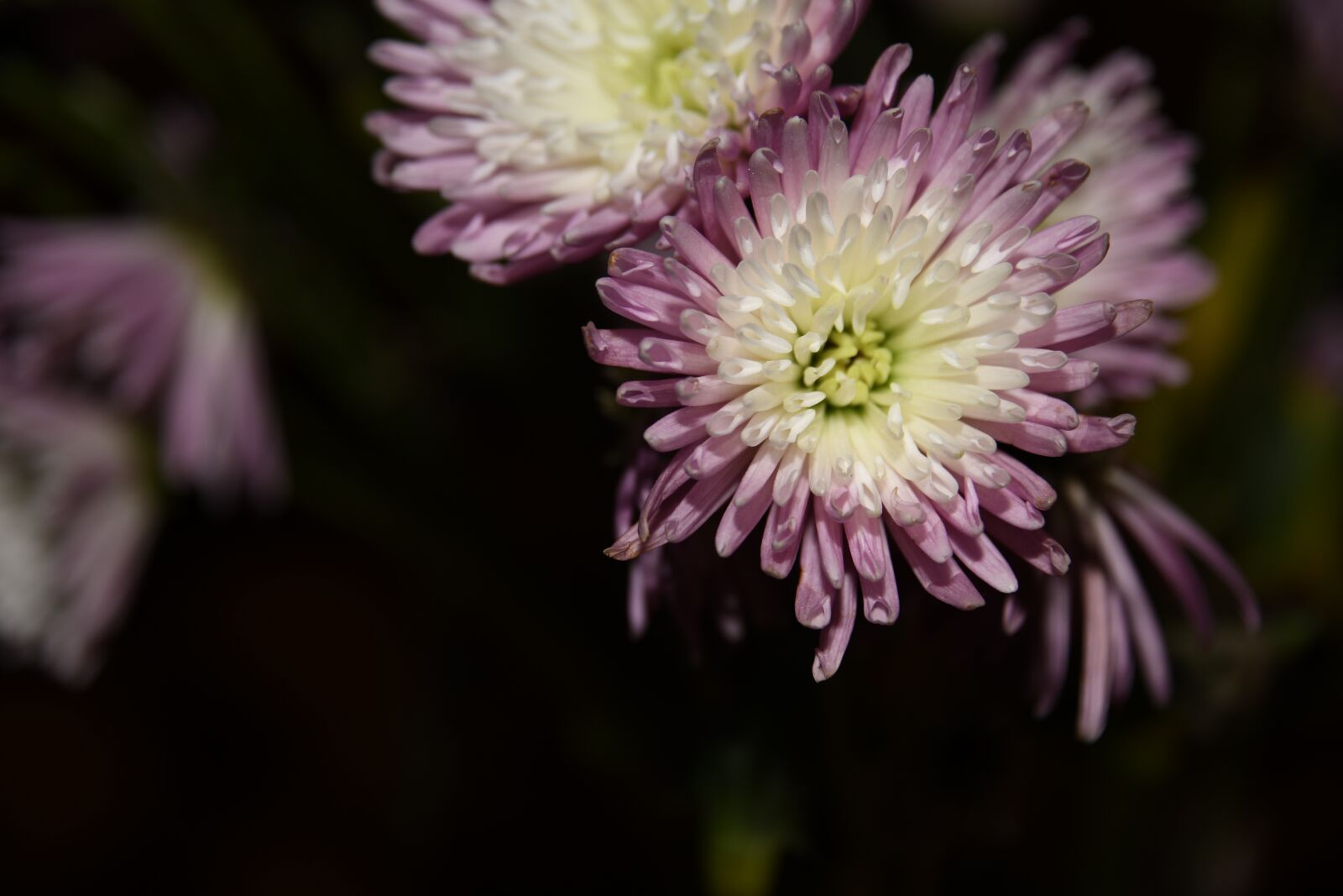 Nikon D850 sample photo. Flower, mums, purple photography