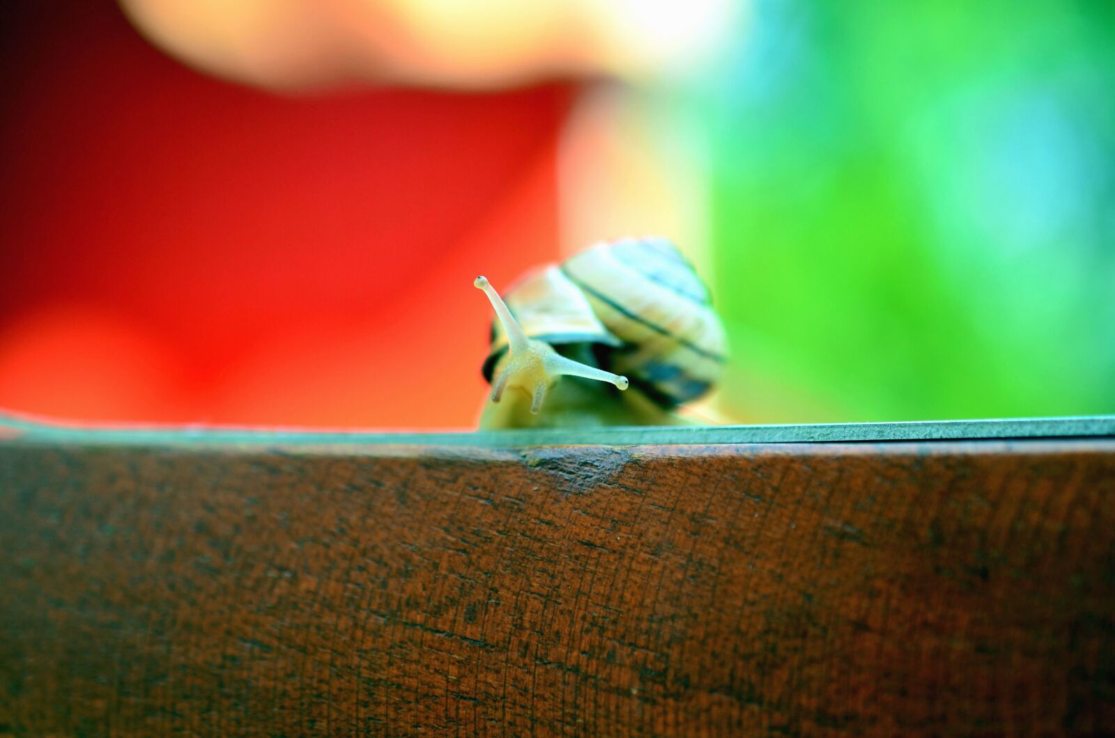 Nikon D5100 sample photo. Snail, invertebrate, wood, paint photography