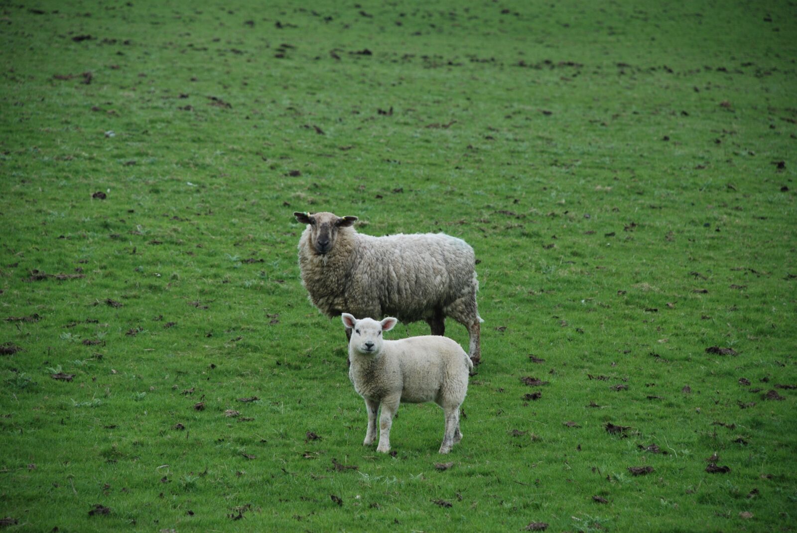 Nikon D80 sample photo. Sheep, lamb, field photography