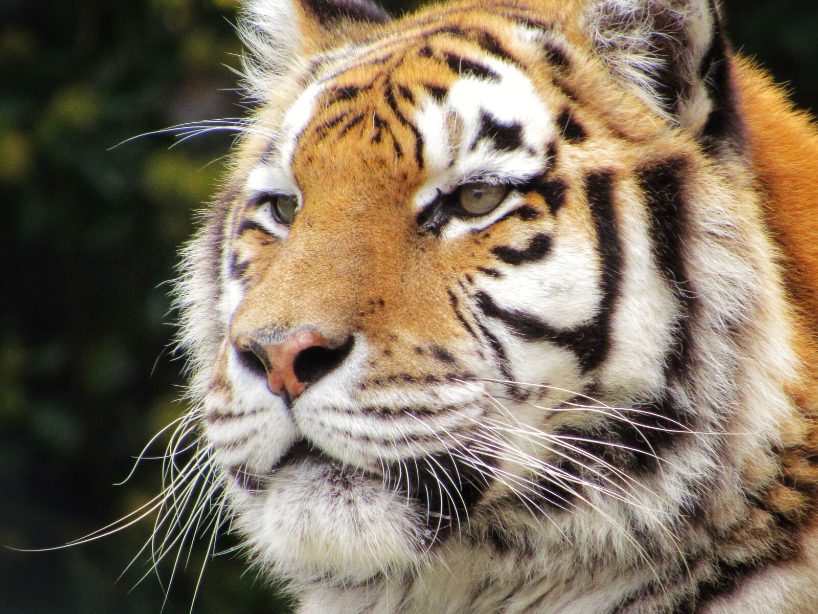 Canon PowerShot SX530 HS sample photo. Tiger, zoo, animal photography