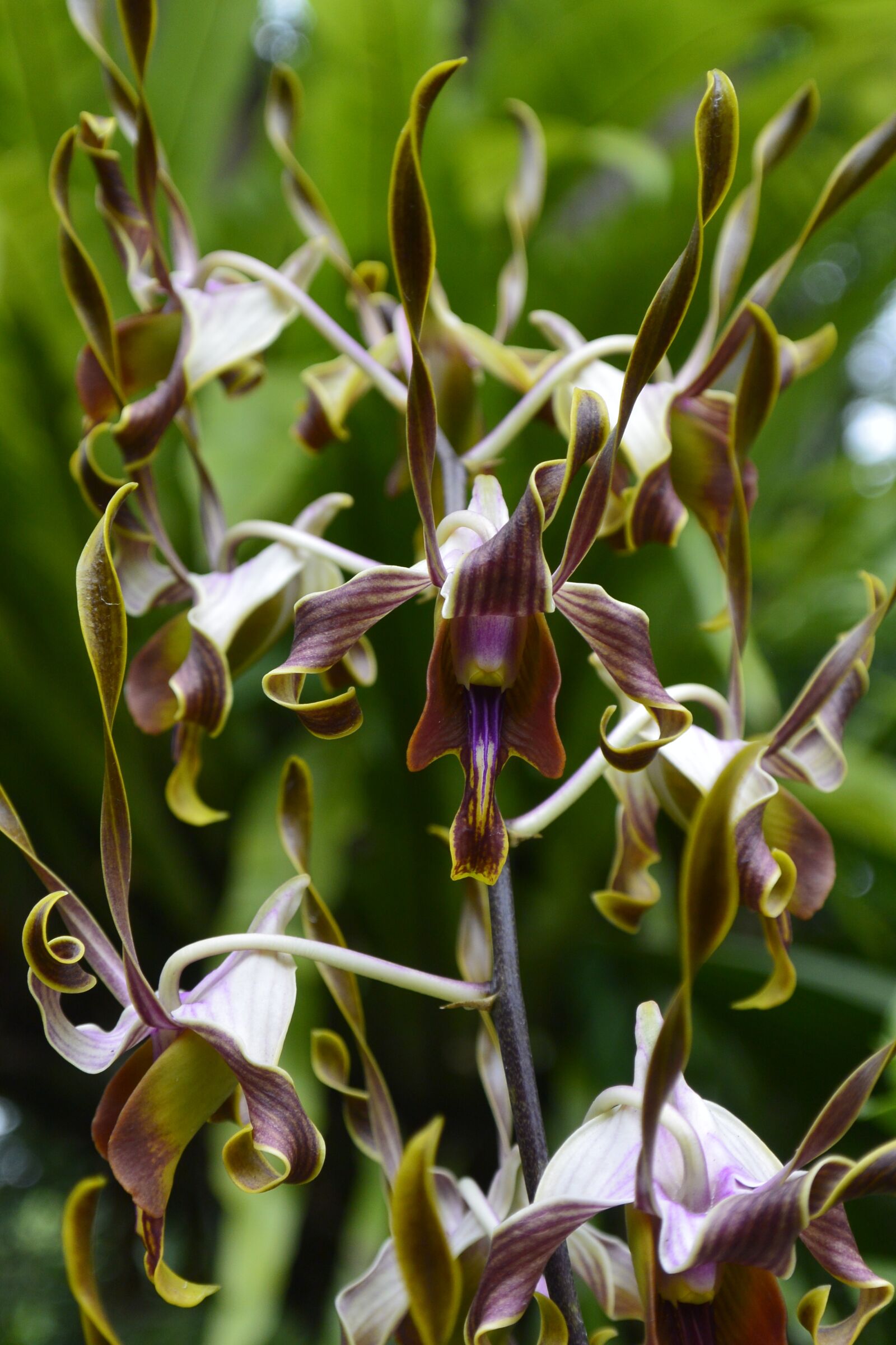 Nikon 1 V2 sample photo. Orchids, singapore, botanical garden photography