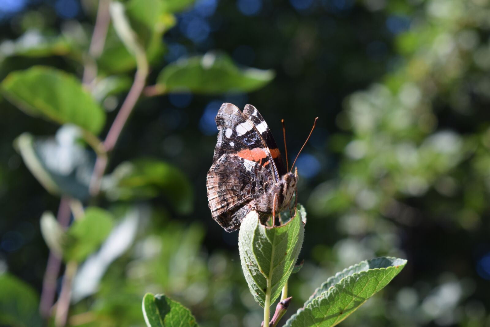 Nikon D3300 sample photo. Nature, insect, leaf photography