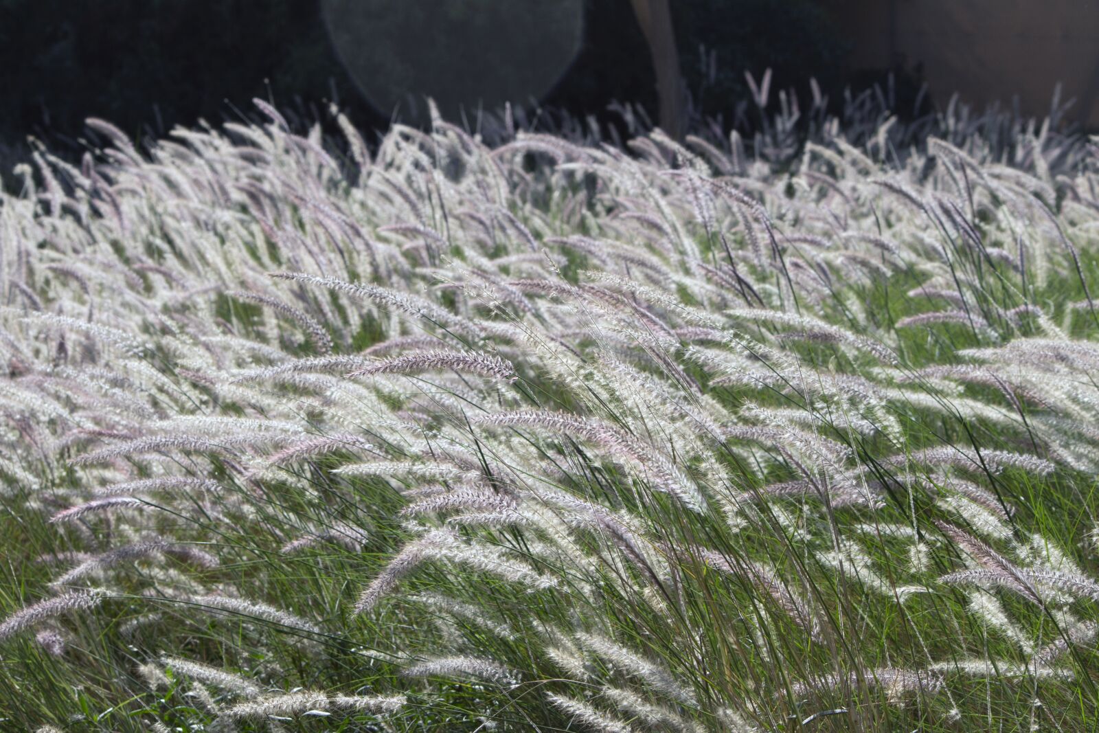 Canon EOS 700D (EOS Rebel T5i / EOS Kiss X7i) sample photo. Haze, fields, grass photography