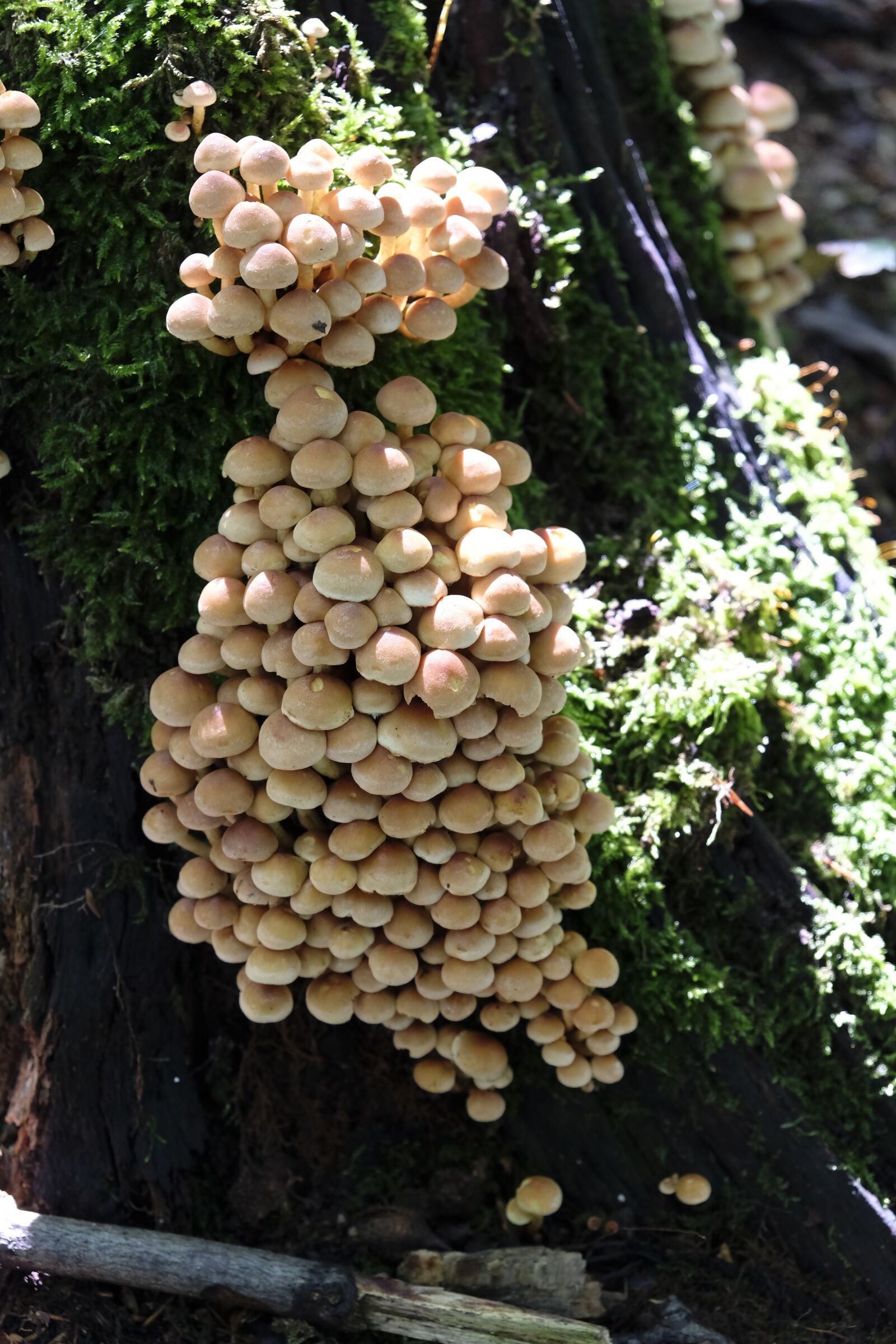 Fujifilm XF 18-55mm F2.8-4 R LM OIS sample photo. Mushrooms, food, nutrition photography