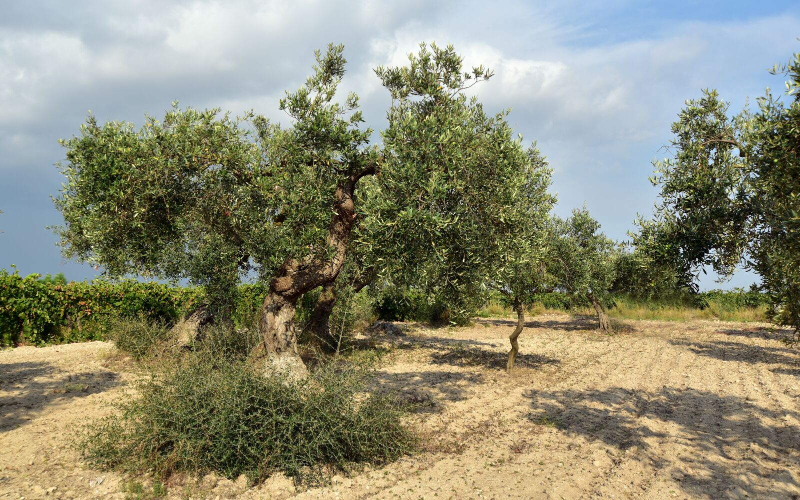 Nikon D750 sample photo. Olive tree, olive field photography