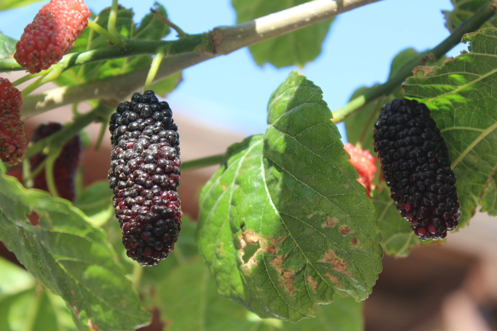 Canon EOS 650D (EOS Rebel T4i / EOS Kiss X6i) sample photo. Fruit, food, leaves photography