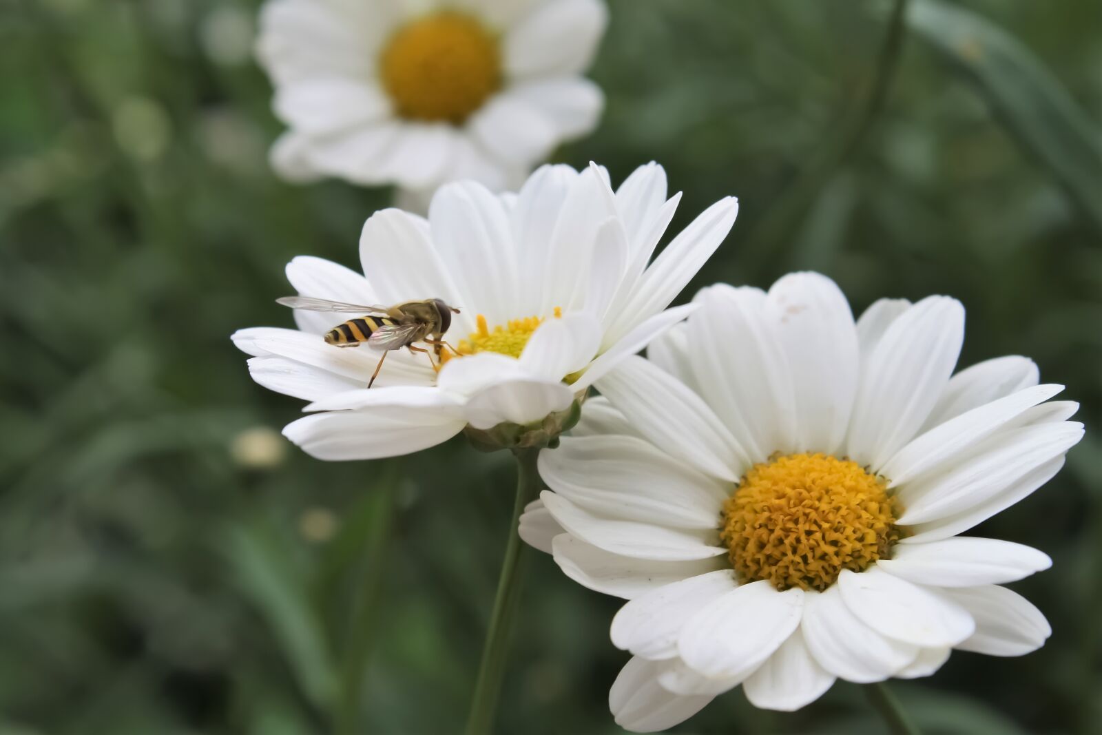 Canon EOS 1000D (EOS Digital Rebel XS / EOS Kiss F) sample photo. Pollinator, hoverfly, flower photography