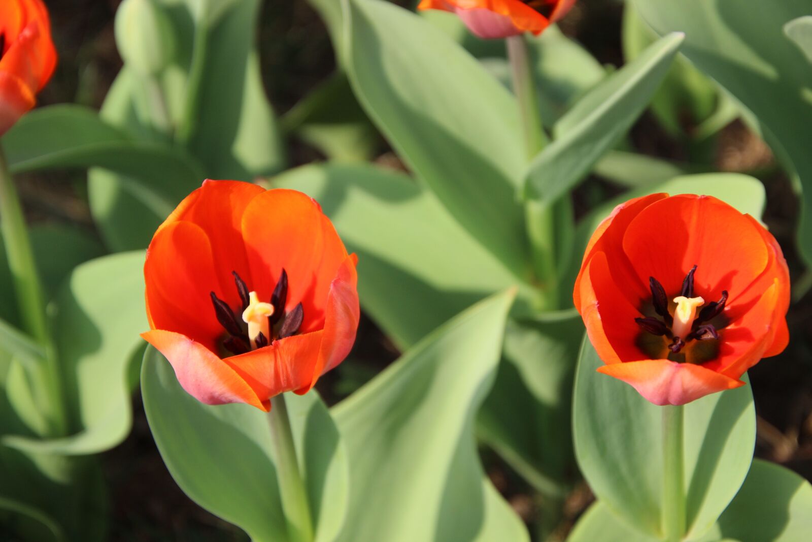 Canon EOS 600D (Rebel EOS T3i / EOS Kiss X5) sample photo. Flowers, tulips, plant photography