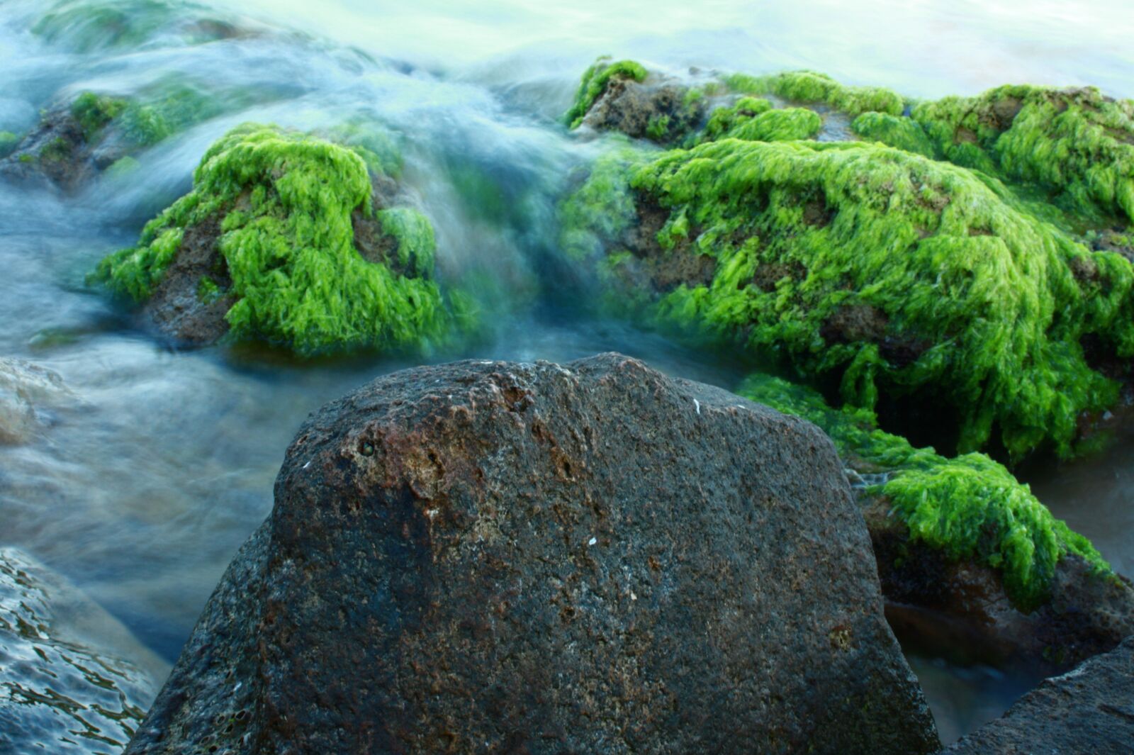 Canon EOS 450D (EOS Rebel XSi / EOS Kiss X2) sample photo. Moss, stone, marine photography