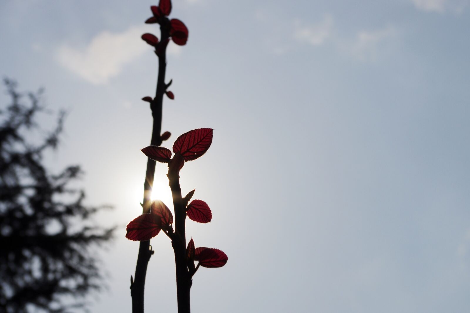 Pentax K-5 sample photo. Early spring, the pods photography