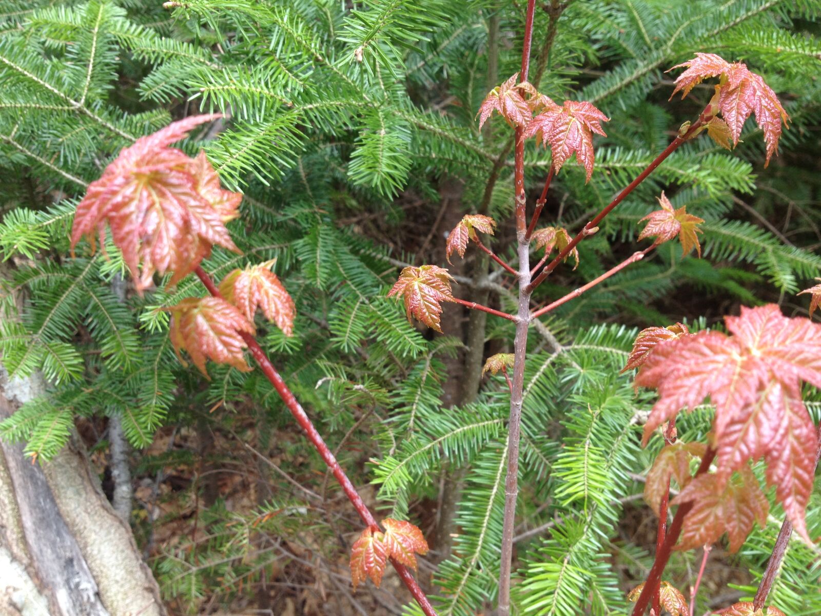 iPhone 4S back camera 4.28mm f/2.4 sample photo. Buds, nature, pink, spring photography