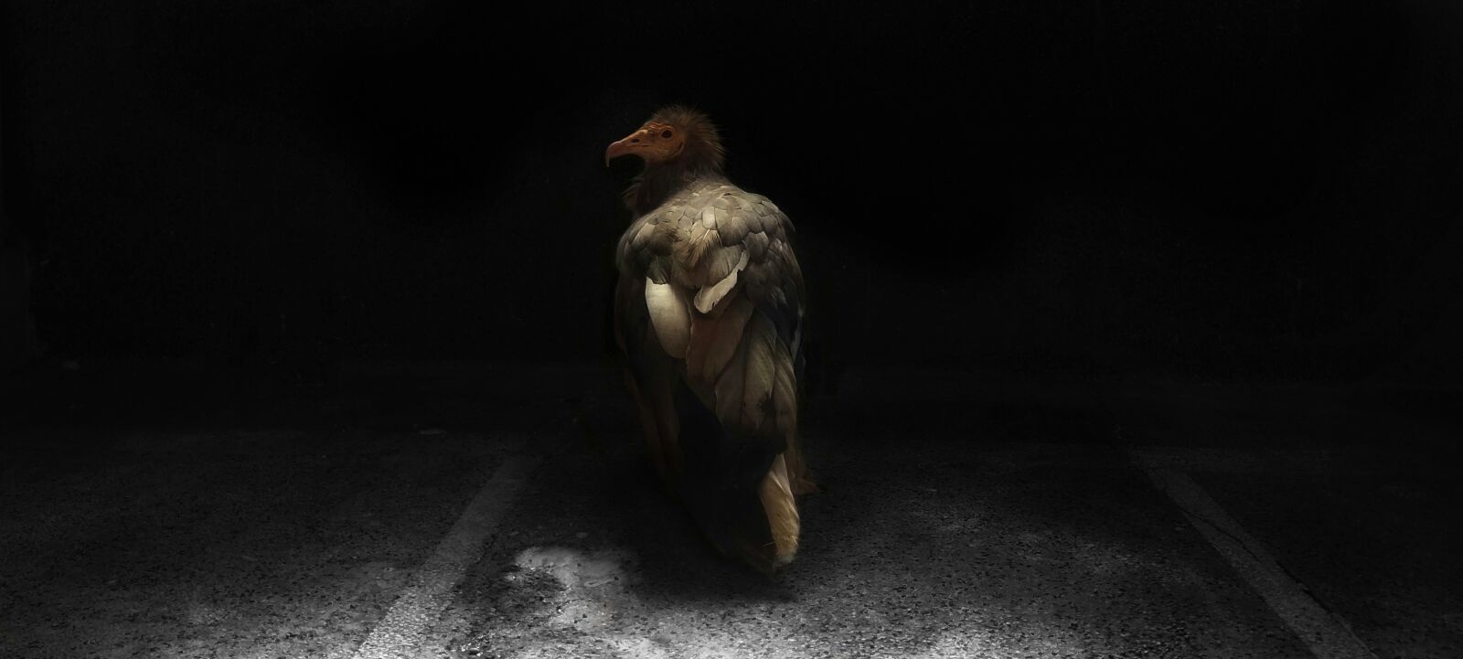 Xiaomi Redmi Note 4 sample photo. Vulture, nature, vultures photography