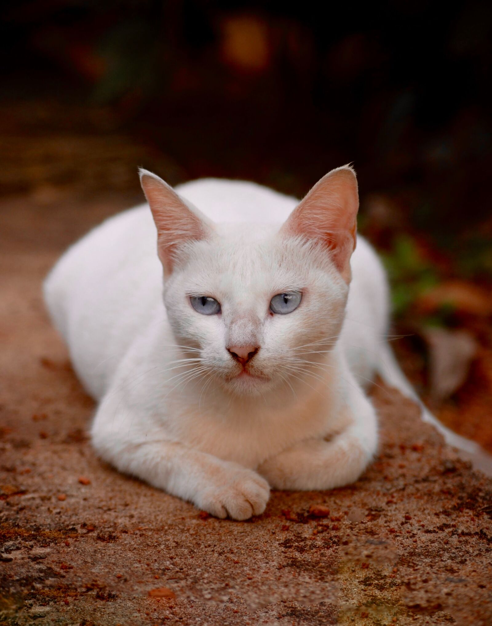 Nikon D200 sample photo. Cat, sit, the animal photography