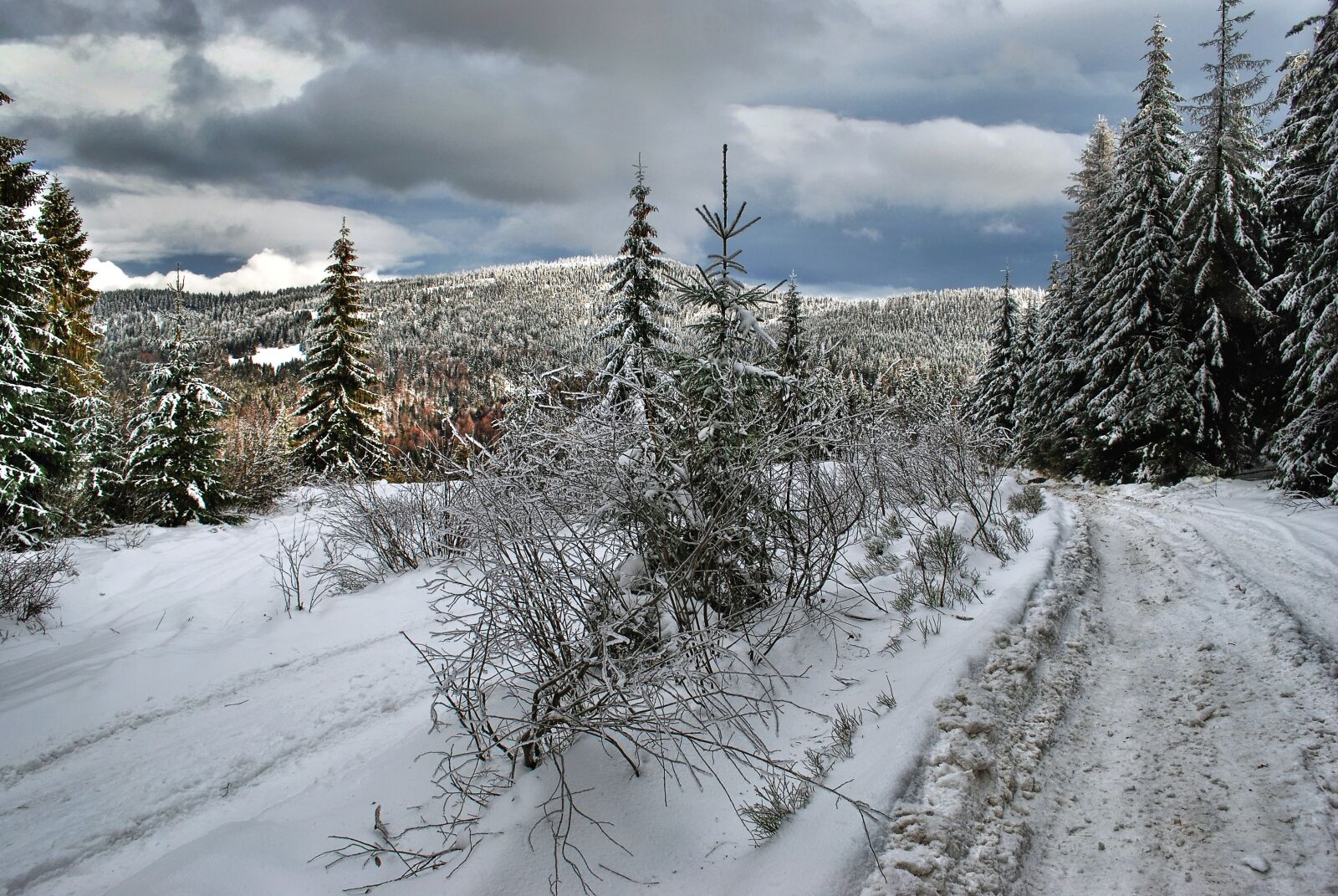 Nikon D80 sample photo. Winter, way, forest photography