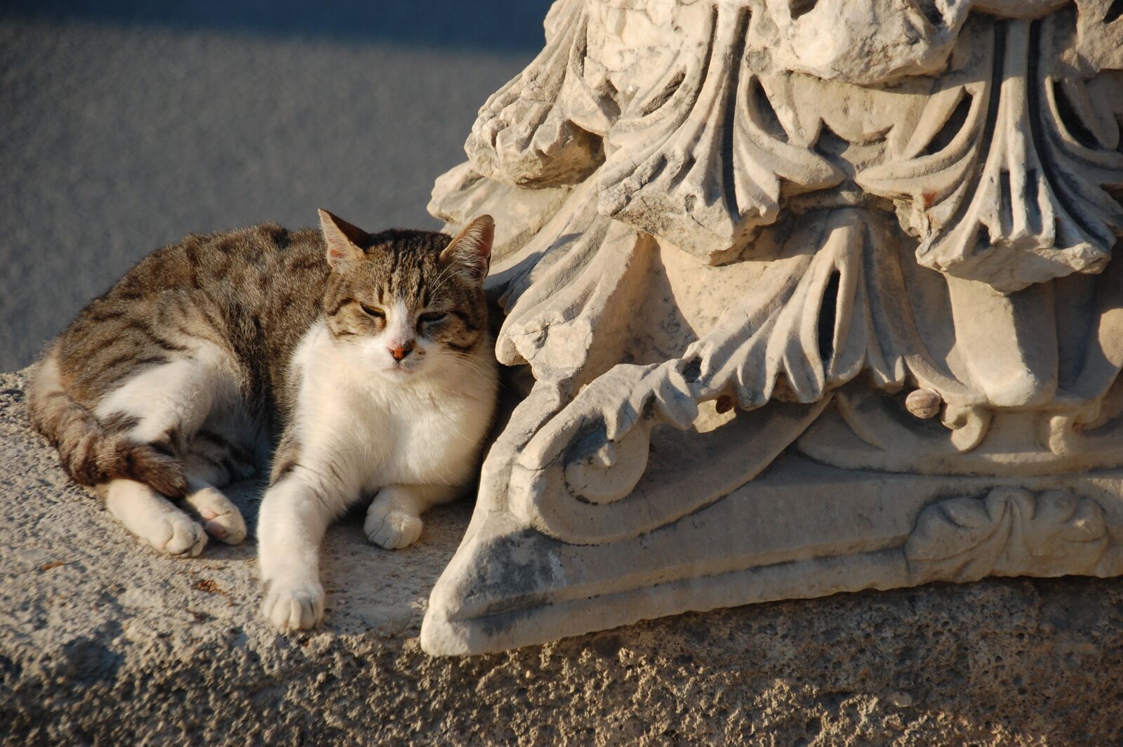 Nikon D40 sample photo. Street cat, street, cat photography