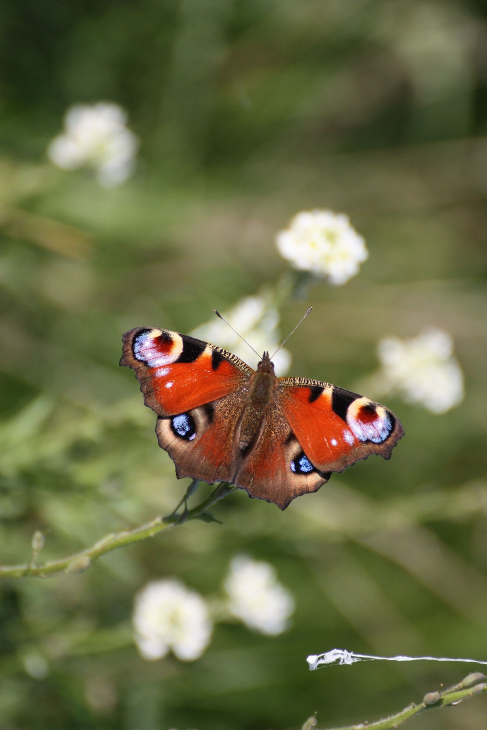 Canon EOS 450D (EOS Rebel XSi / EOS Kiss X2) sample photo. Butterfly, peacock butterfly, close photography
