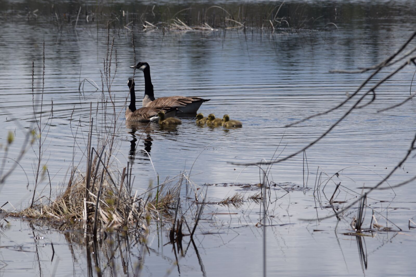 Nikon D3300 sample photo. Geese, baby geese, waterfowl photography