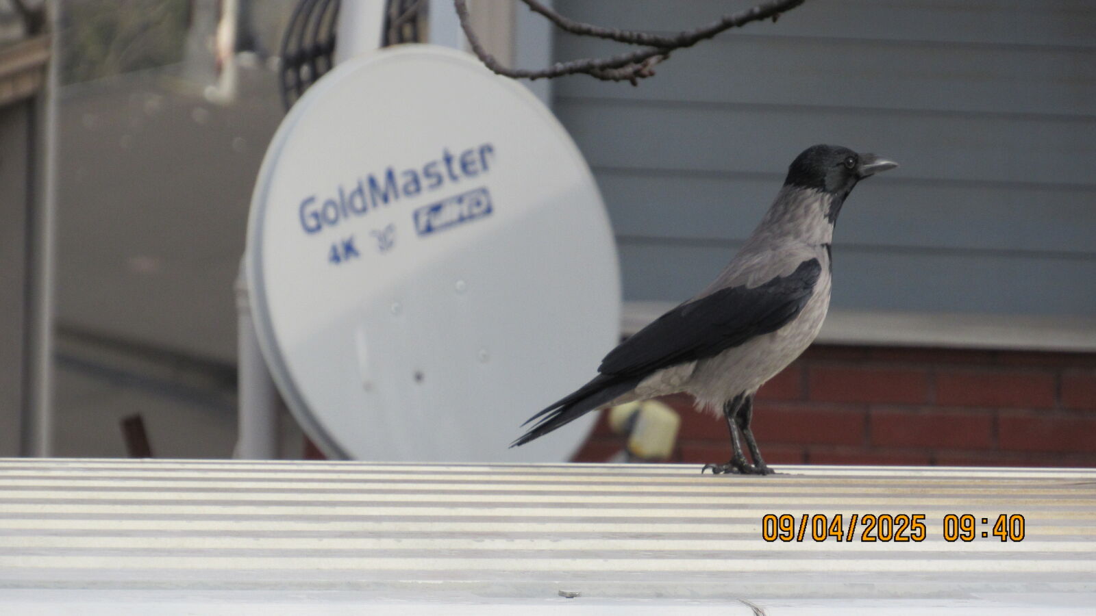 Canon PowerShot SX520 HS sample photo