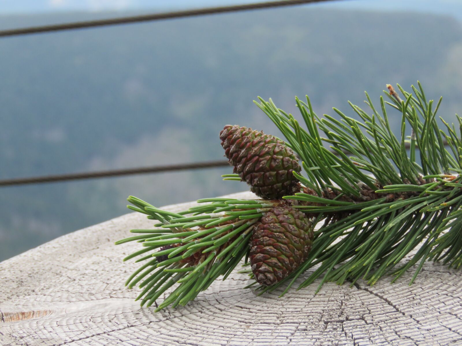 Canon PowerShot SX60 HS sample photo. Spurcone, pinecone, pine photography