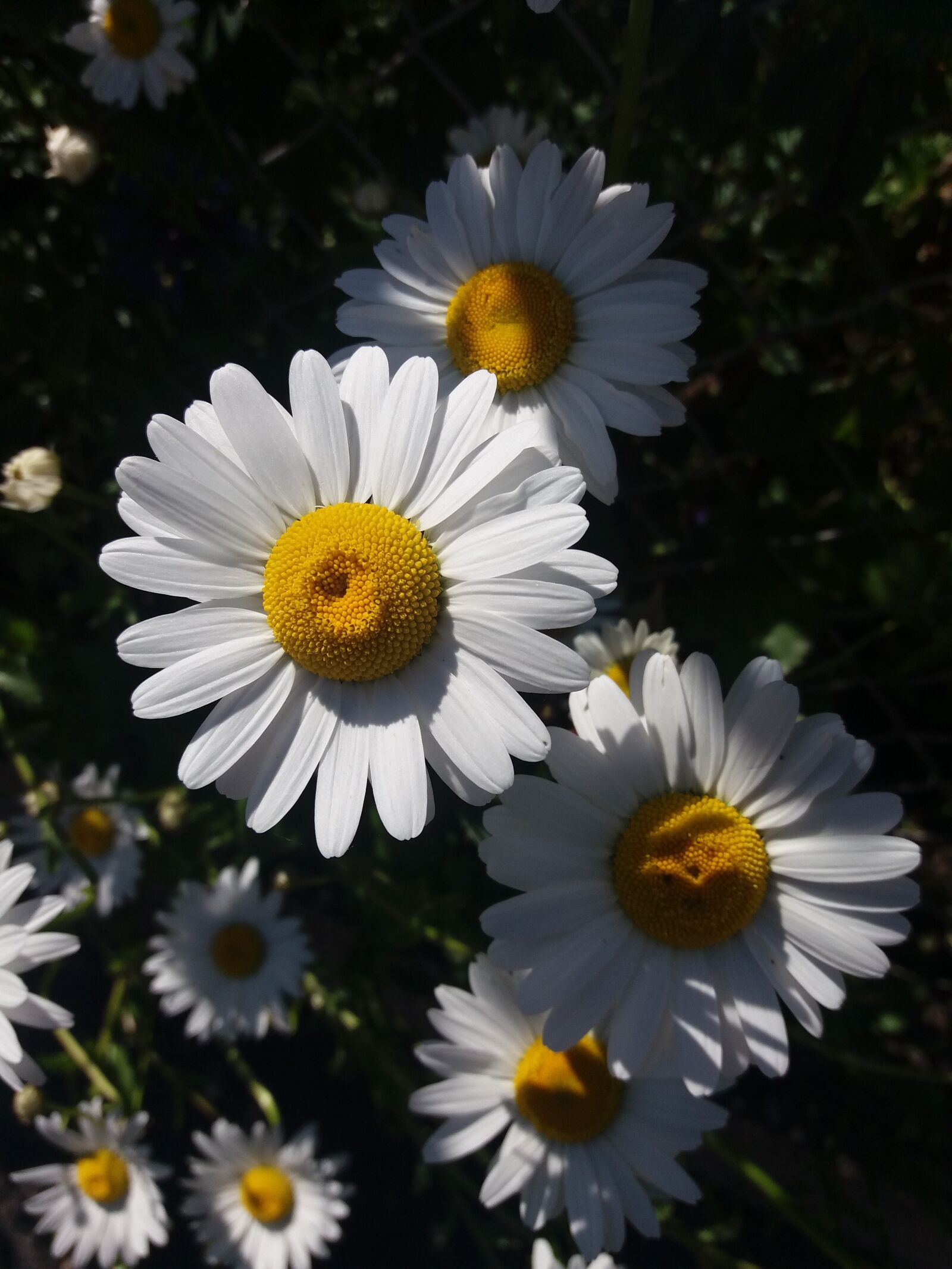 Samsung SM-J500FN sample photo. Daisy, flowers, flower photography