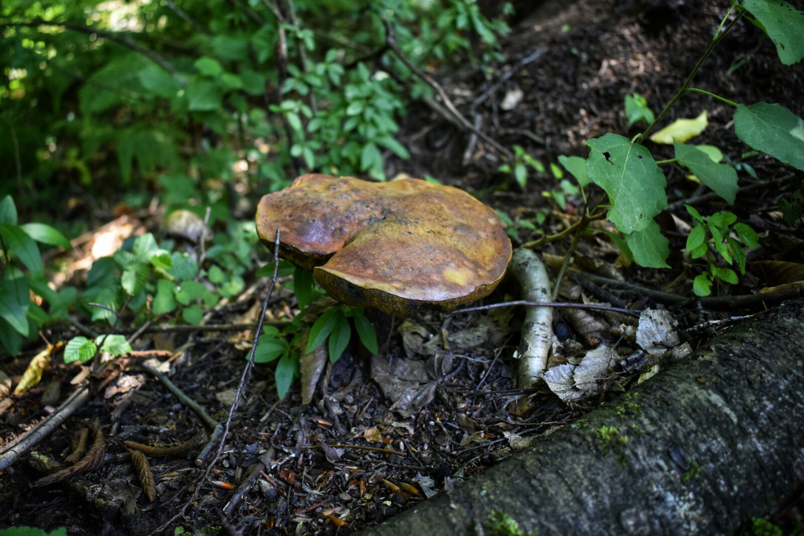 Nikon D3500 sample photo. Mushrooms, forest, plants photography