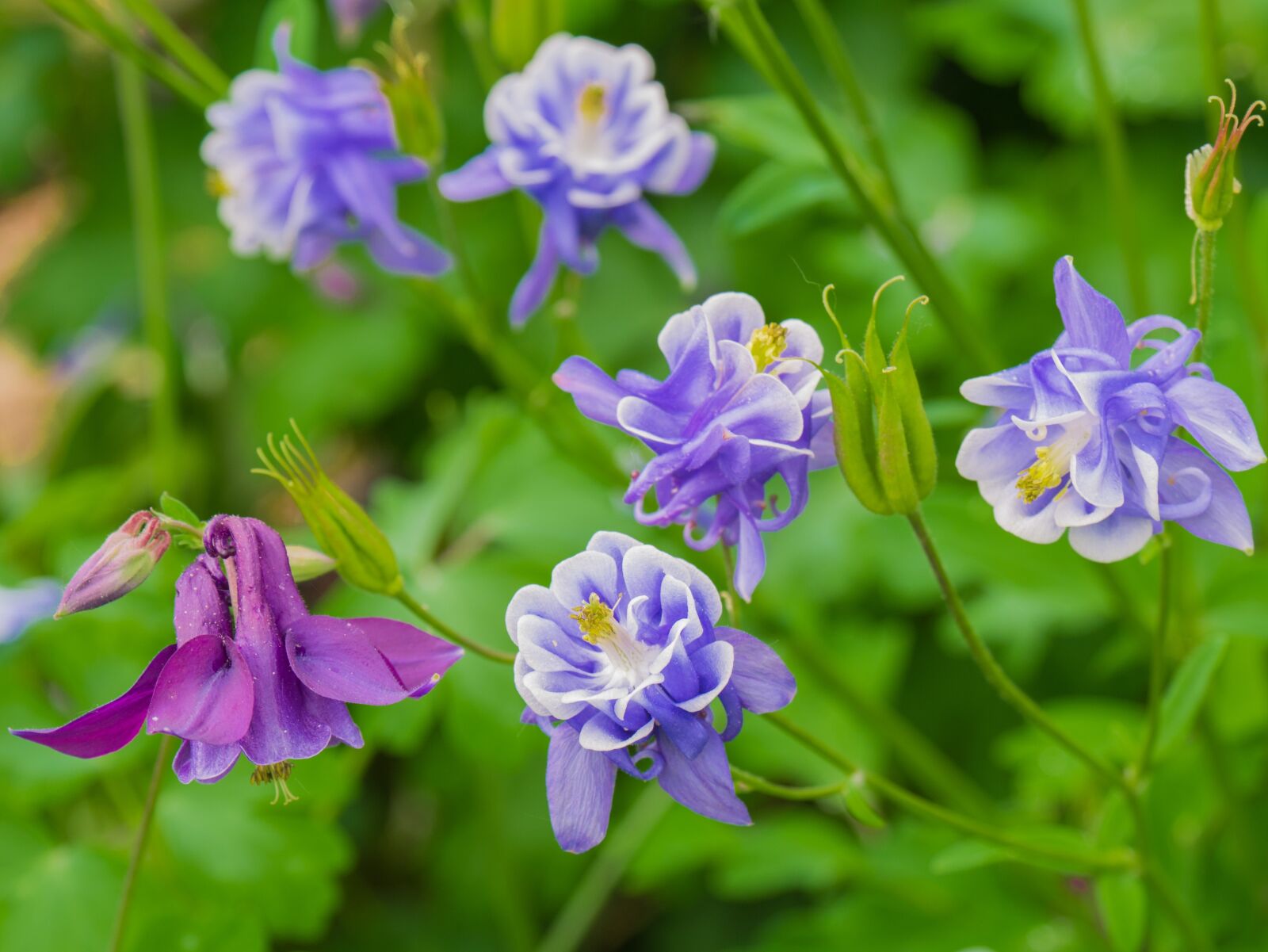 Panasonic DMC-G81 sample photo. Flowers, in the garden photography