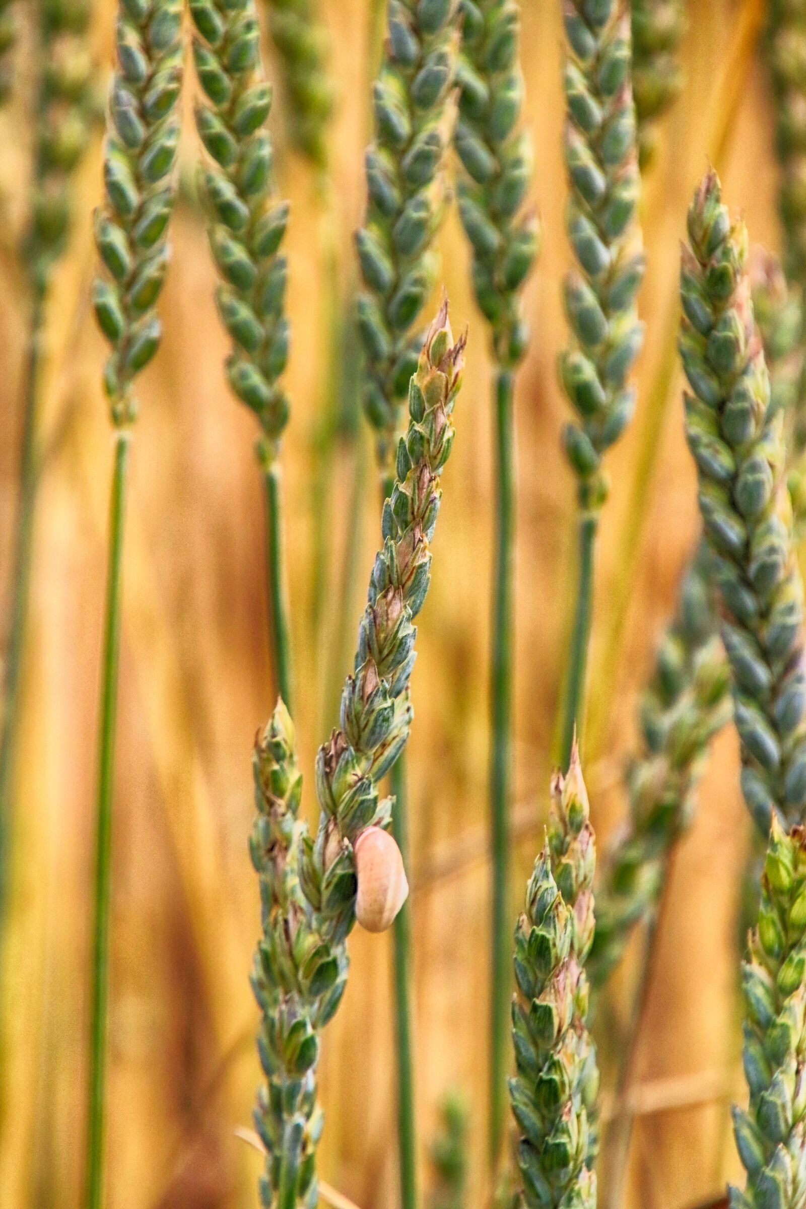 Canon EOS 70D + Tamron 16-300mm F3.5-6.3 Di II VC PZD Macro sample photo. Wheats, snail, summer photography