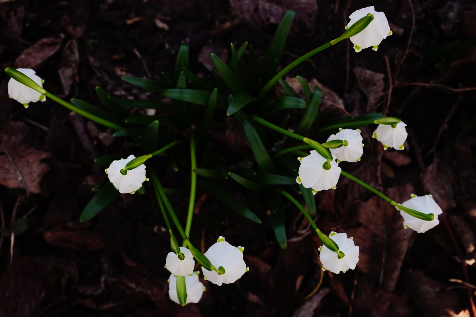 Sony a7 sample photo. Snowflake, flower, blossom photography