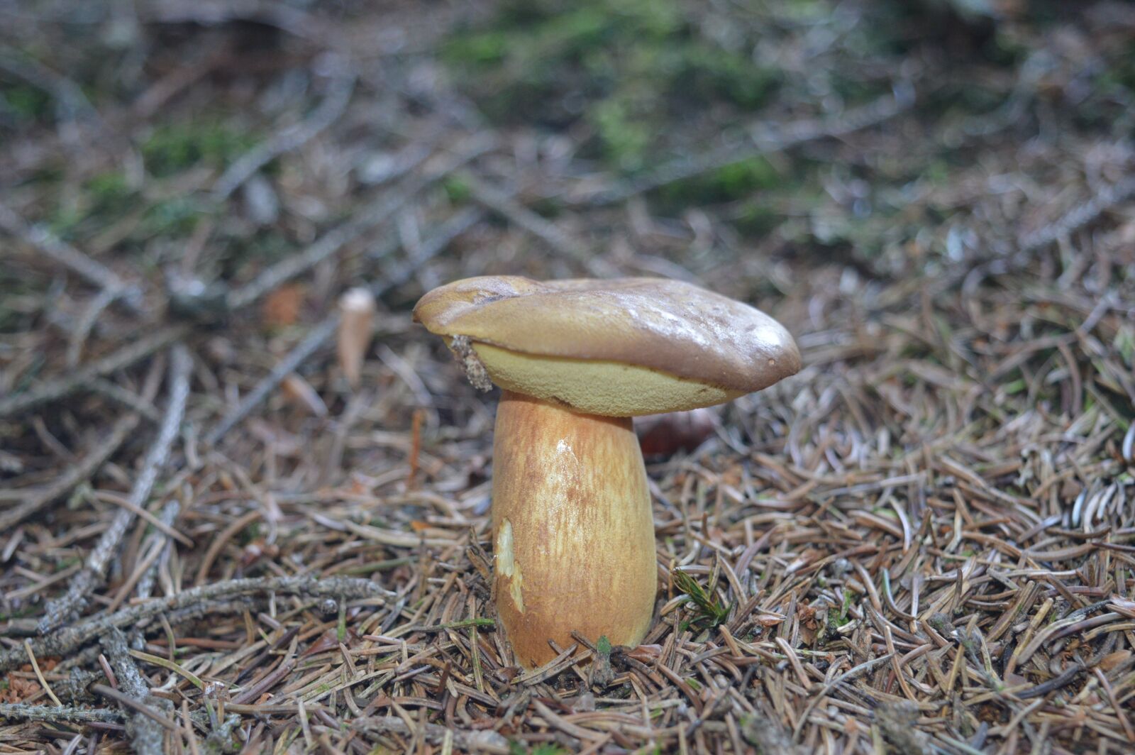 Nikon D3200 sample photo. Fungus, mushroom, ground photography