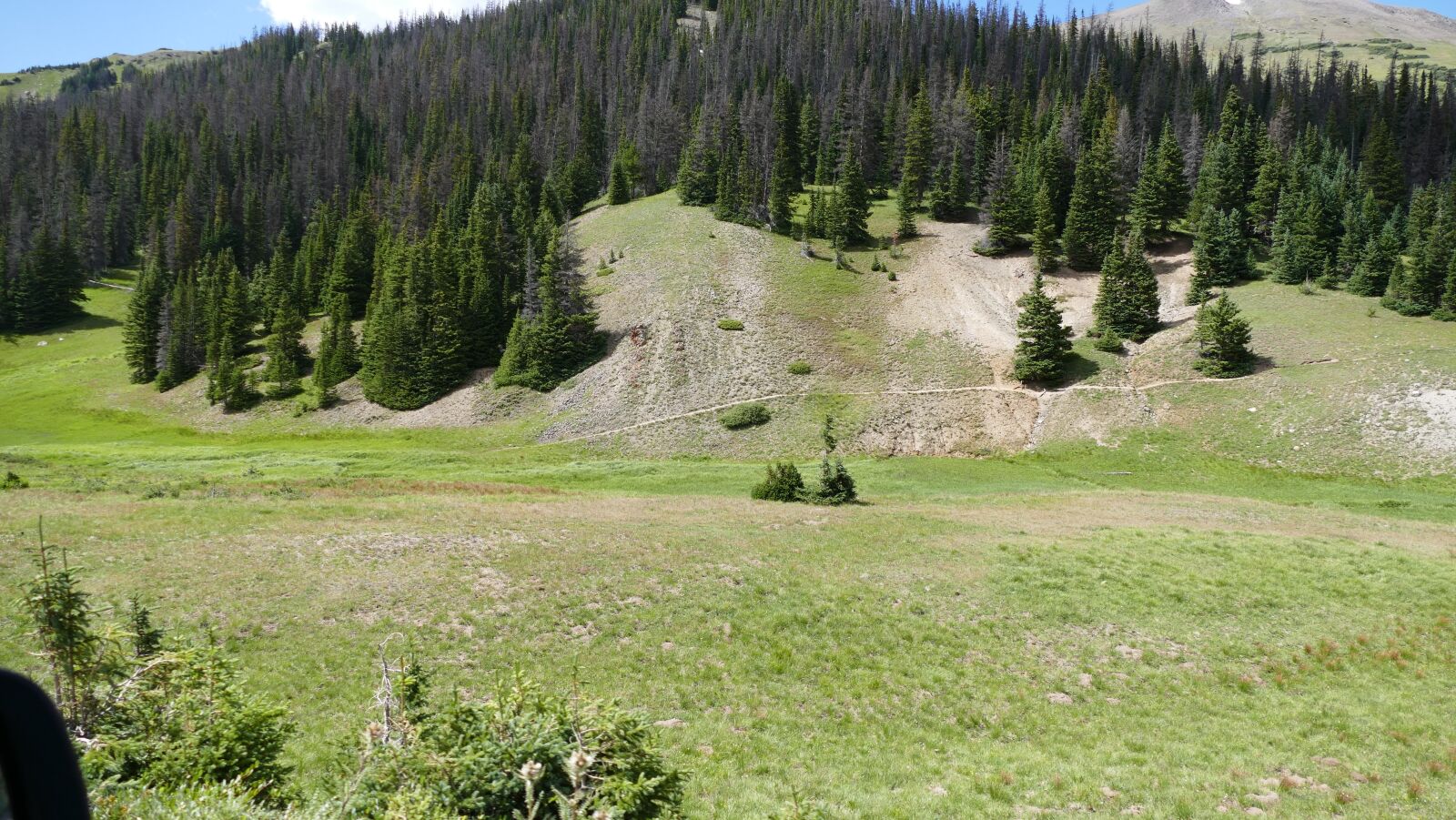 Panasonic Lumix DMC-FZ1000 sample photo. Colorado, grove, trees photography