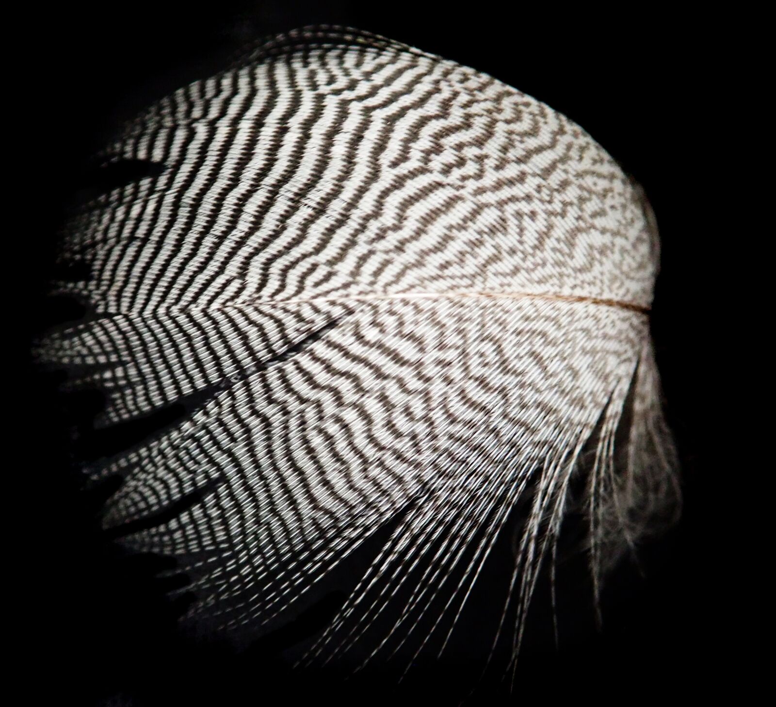 Olympus TG-5 sample photo. Feather, speckled, delicate photography