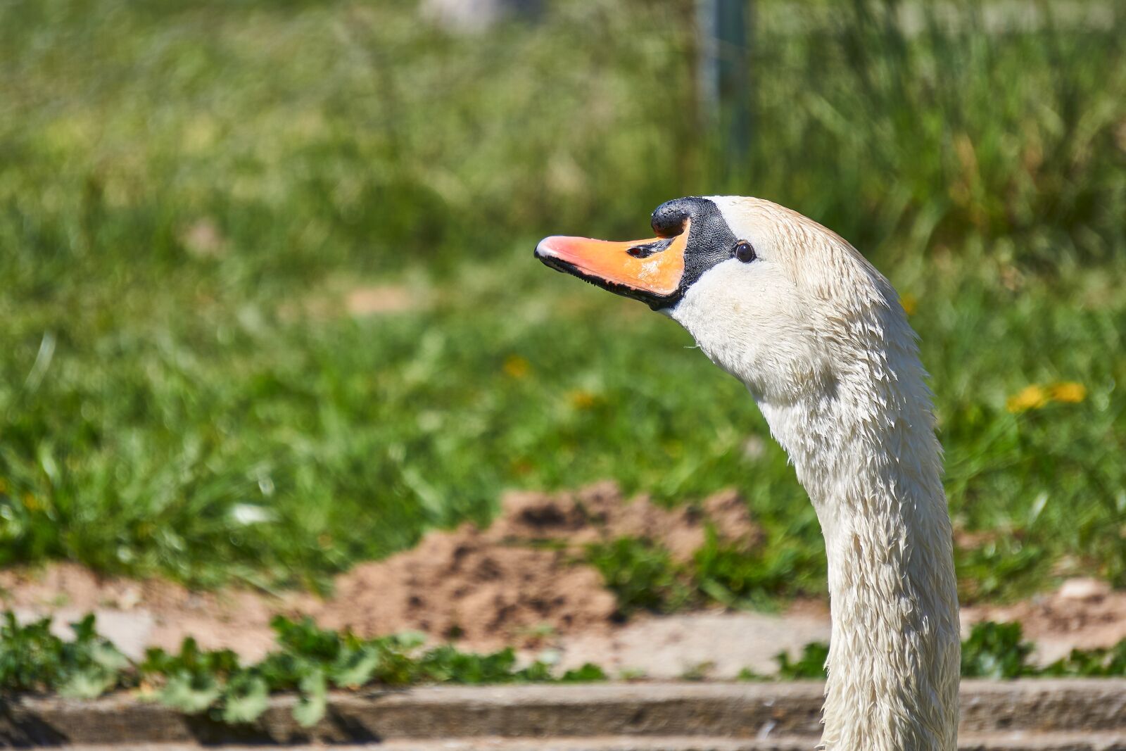 Sony E 55-210mm F4.5-6.3 OSS sample photo. Bird, swan, animal world photography