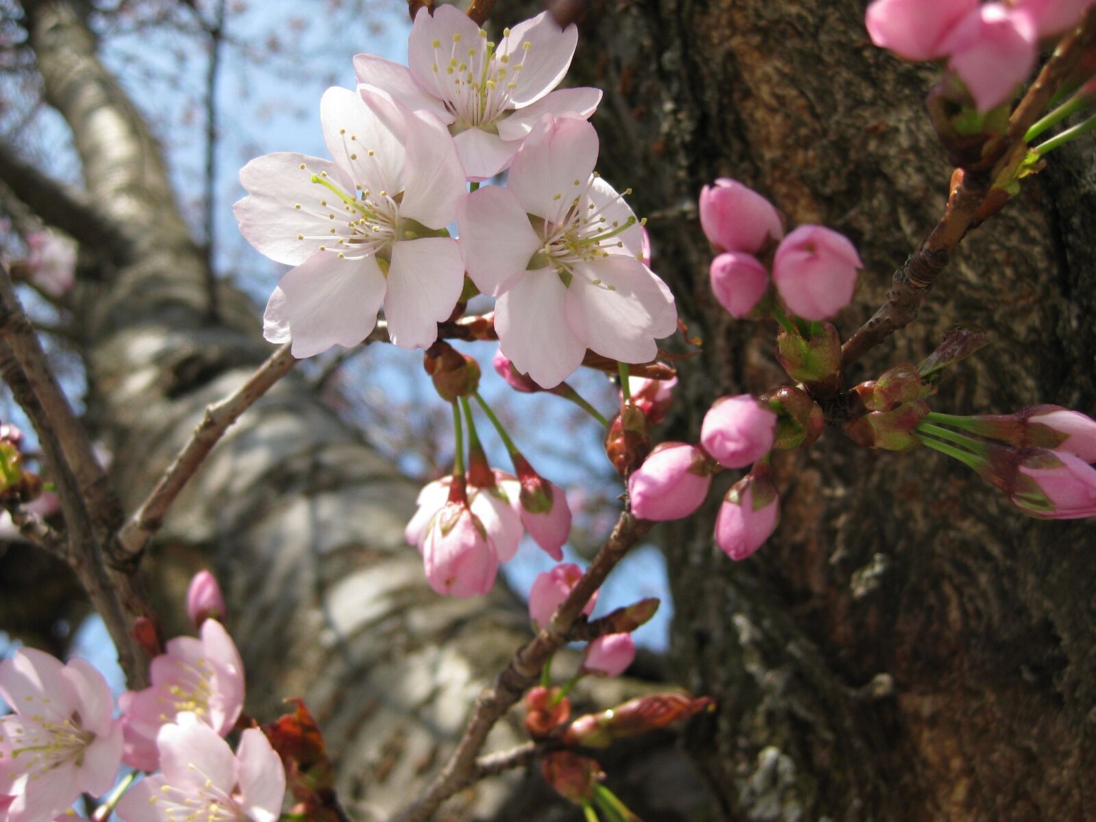 Canon PowerShot SD1100 IS (Digital IXUS 80 IS / IXY Digital 20 IS) sample photo. Nature, tree, blossom photography