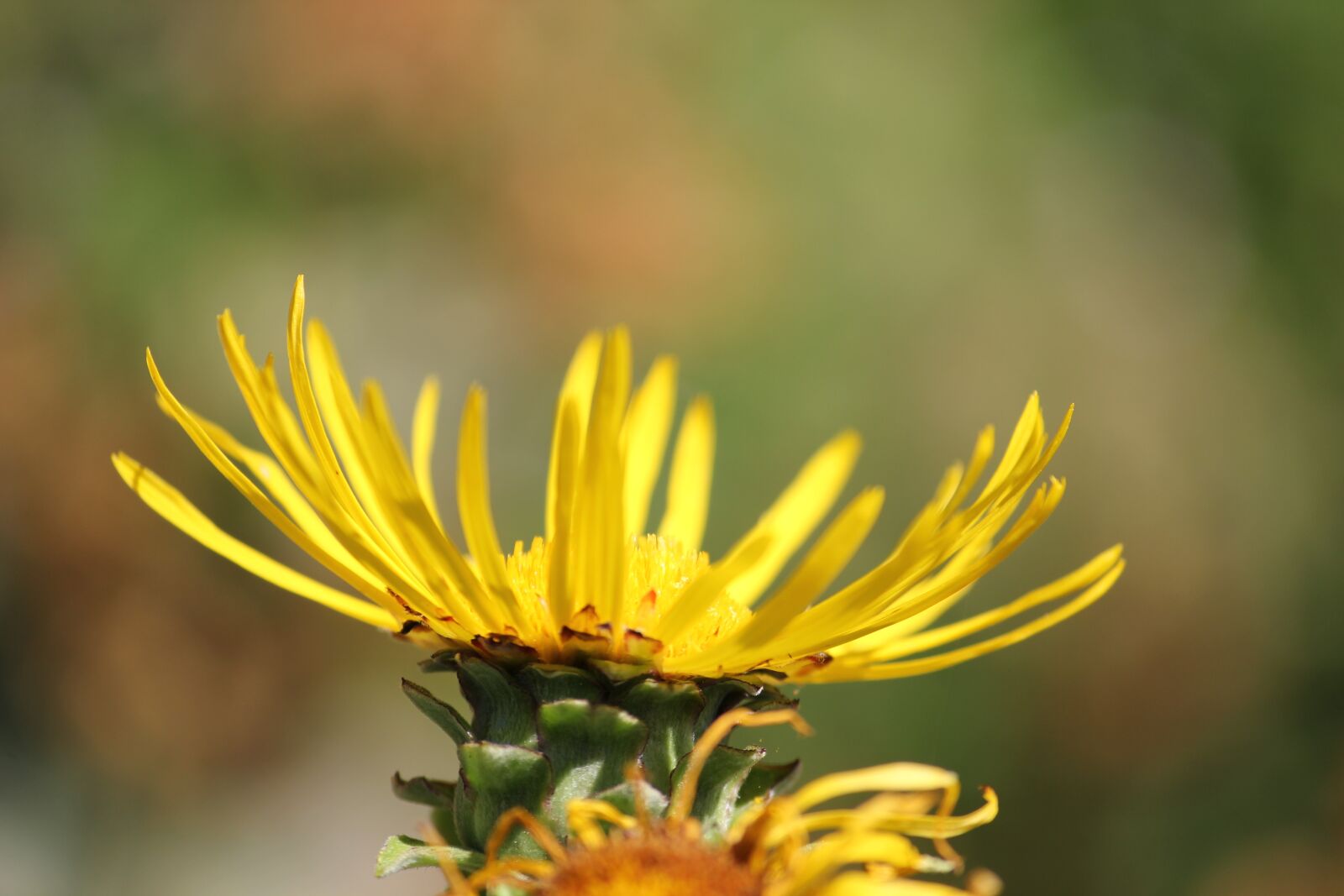 Canon EOS 550D (EOS Rebel T2i / EOS Kiss X4) sample photo. Yellow, blossom, bloom photography