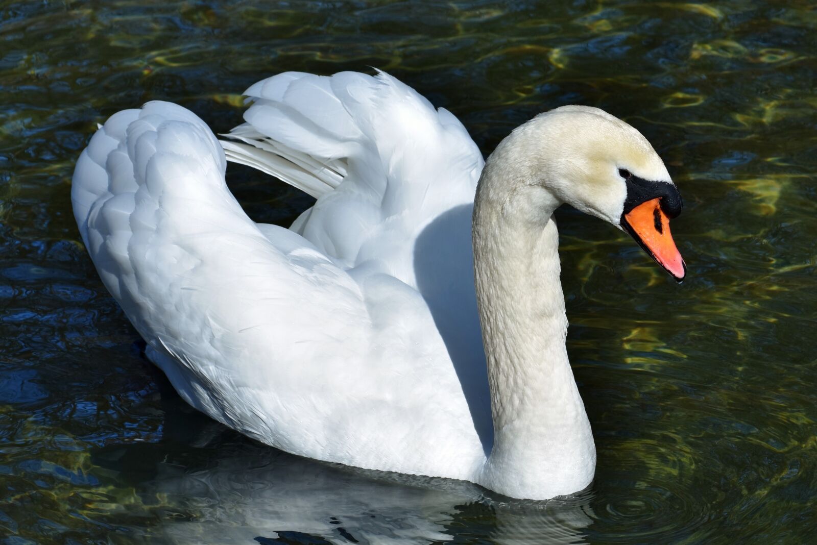 Nikon D7200 sample photo. Swan, water bird, schwimmvogel photography
