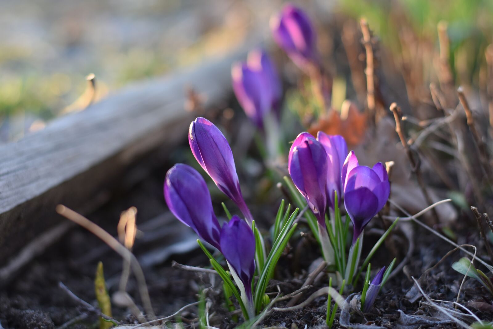 Nikon D3400 sample photo. Krokus, crocus, flowers photography