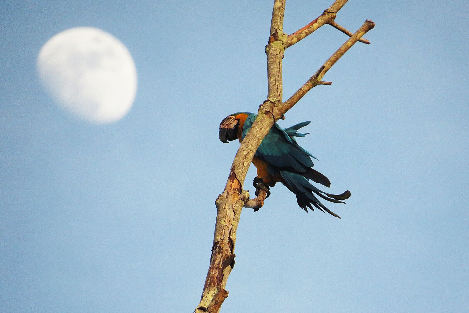 Canon PowerShot SX50 HS sample photo. Parrot, bird, branch photography