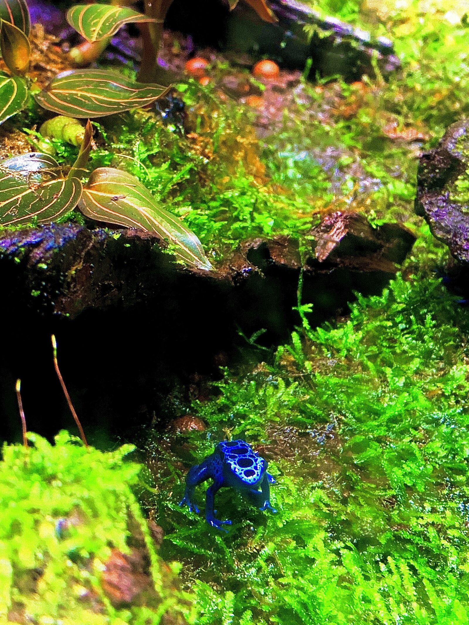 Snowcorp Foodie sample photo. Poison dart frog, poison photography
