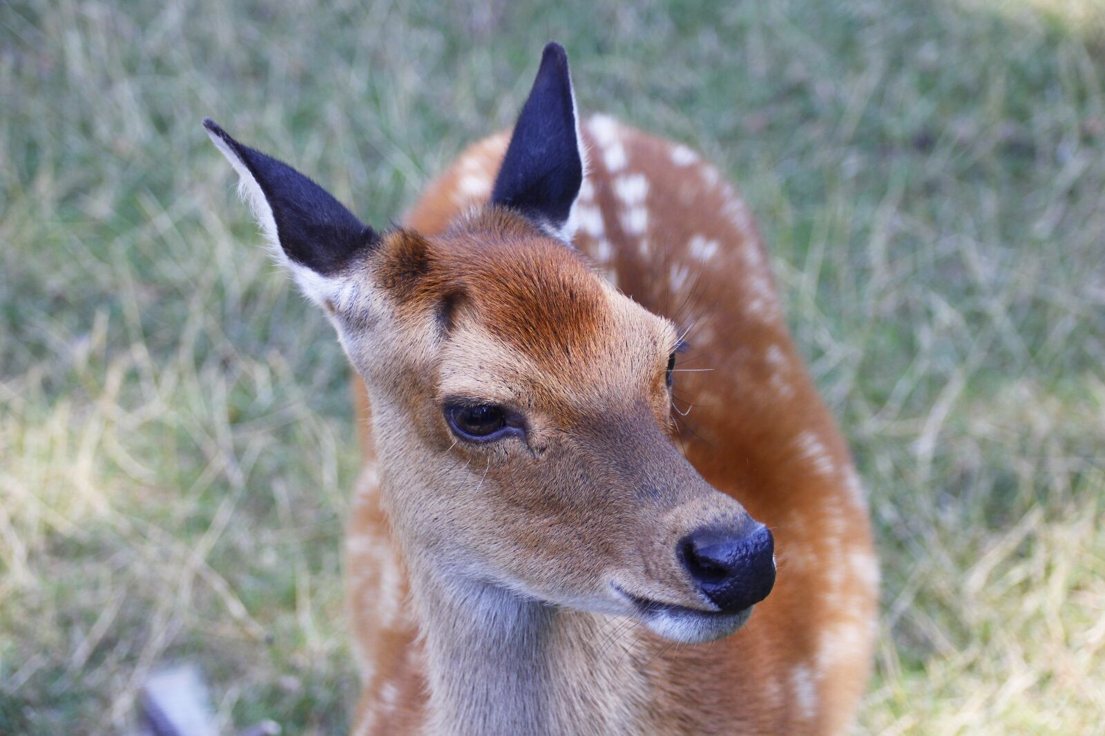 Canon EOS 700D (EOS Rebel T5i / EOS Kiss X7i) sample photo. Roe deer, animal, nature photography