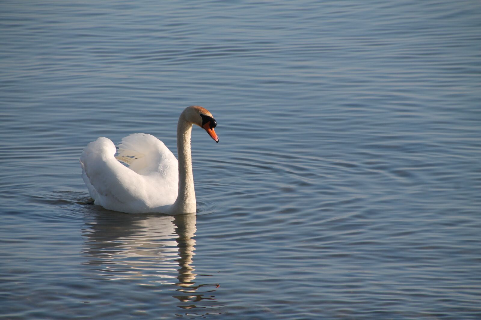 Canon EOS 1100D (EOS Rebel T3 / EOS Kiss X50) sample photo. Swan, water, lake photography