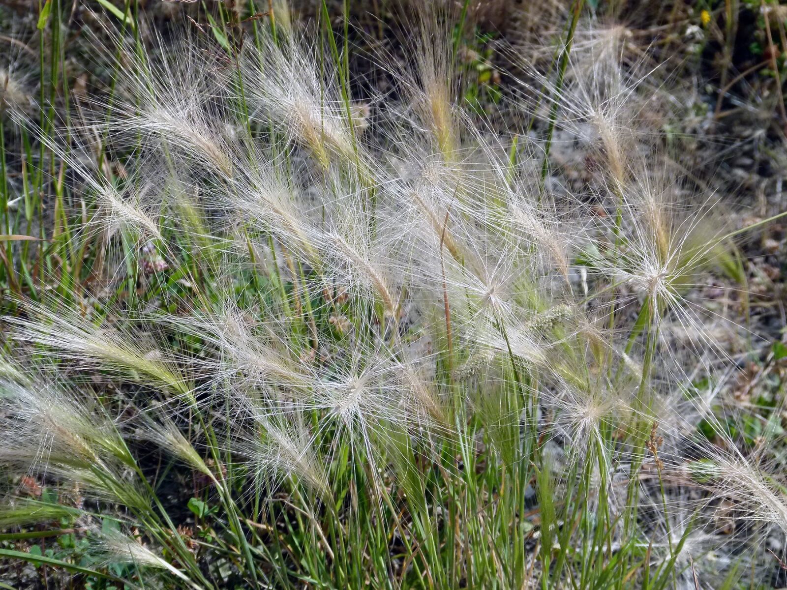 Panasonic Lumix DMC-FZ100 sample photo. Grass, meadow, nature photography