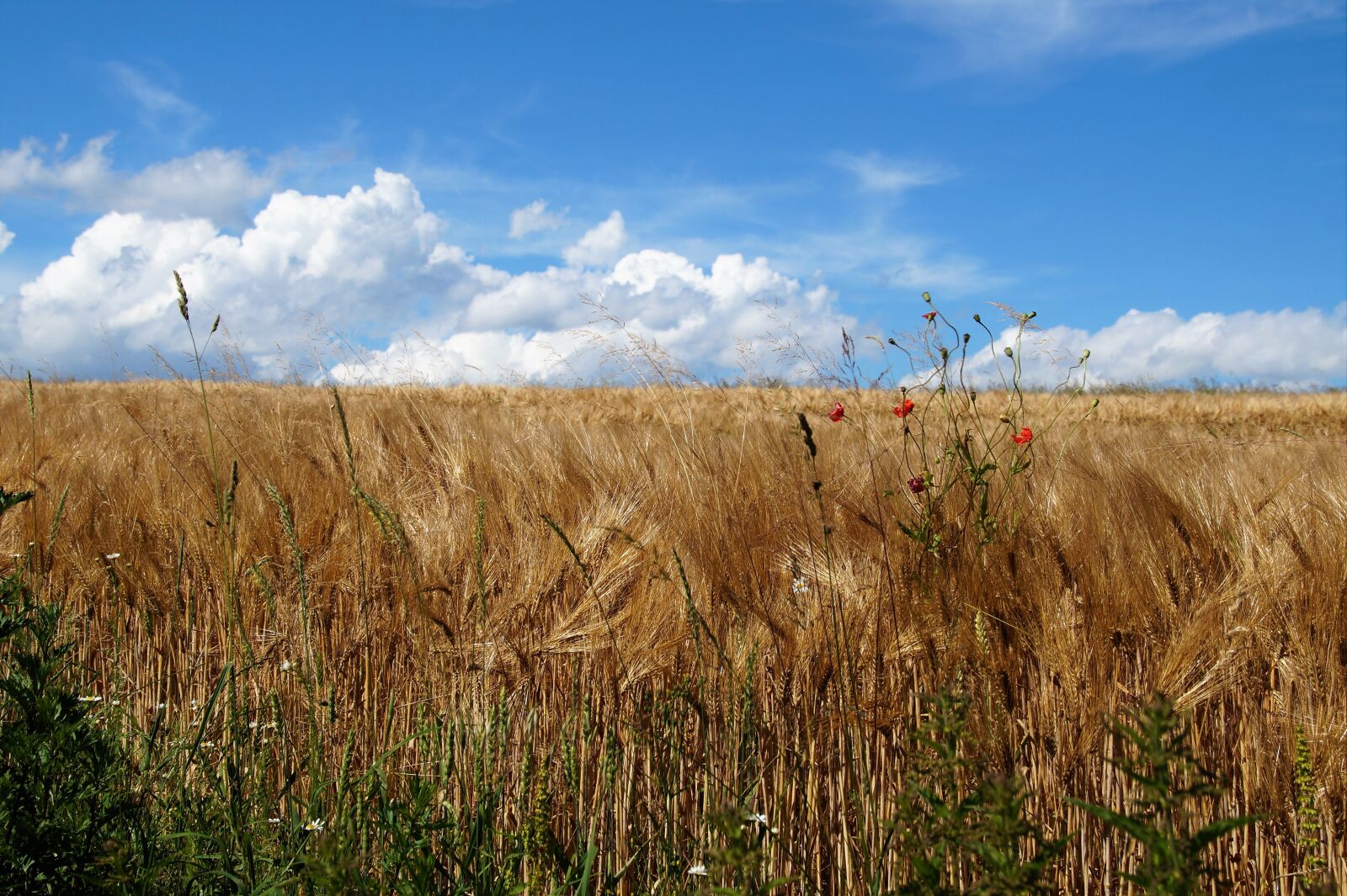 Sony SLT-A58 sample photo. Grain, gold, mature field photography