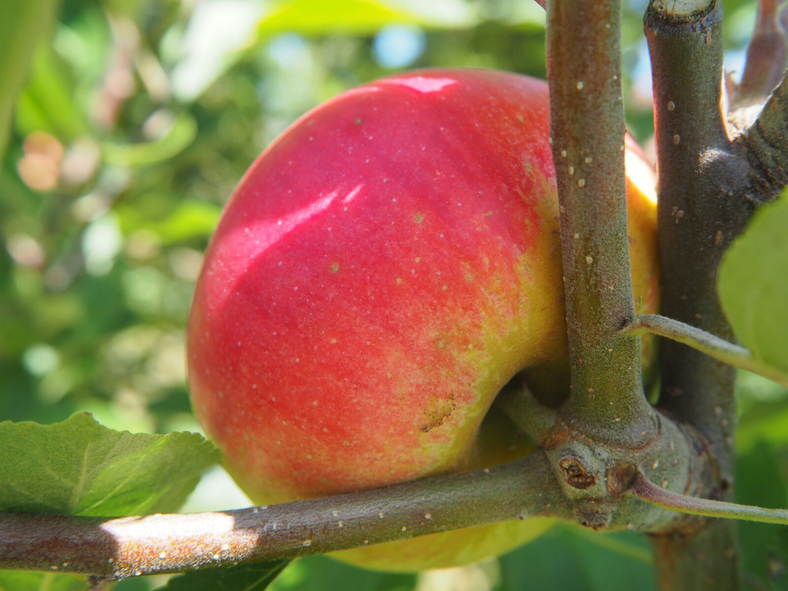 Olympus OM-D E-M10 sample photo. Apple, tree, red photography