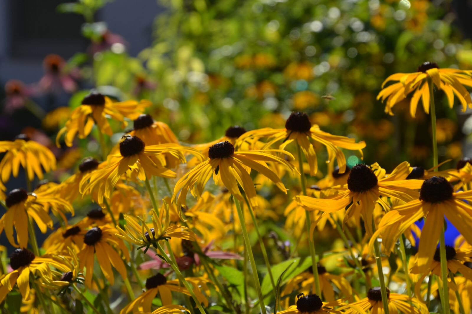 Nikon D3100 sample photo. Coneflower, yellow coneflower, yellow photography