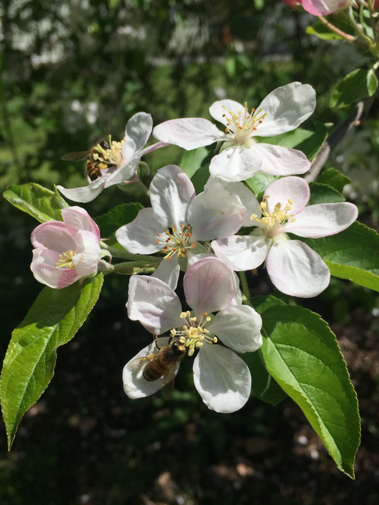 iPhone 6 Plus back camera 4.15mm f/2.2 sample photo. Nature, flower, flora photography