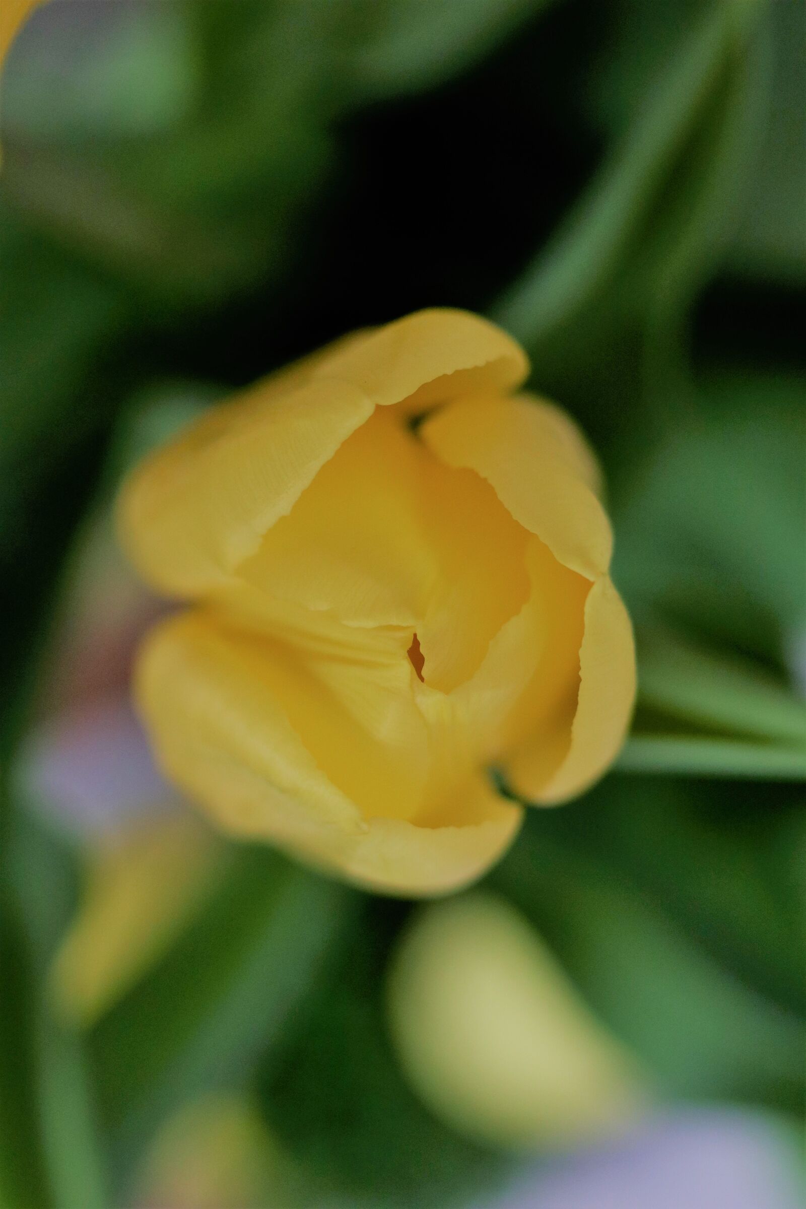 Canon EOS M6 sample photo. Flower, tulip, spring photography