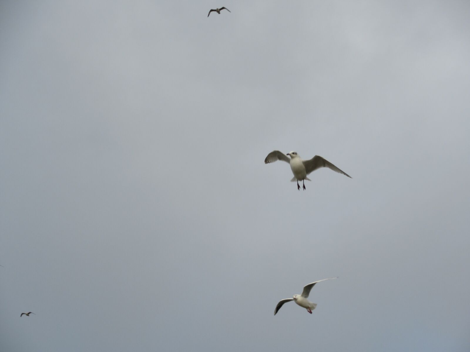 Canon PowerShot SX620 HS sample photo. Seagulls, gulls, sky photography