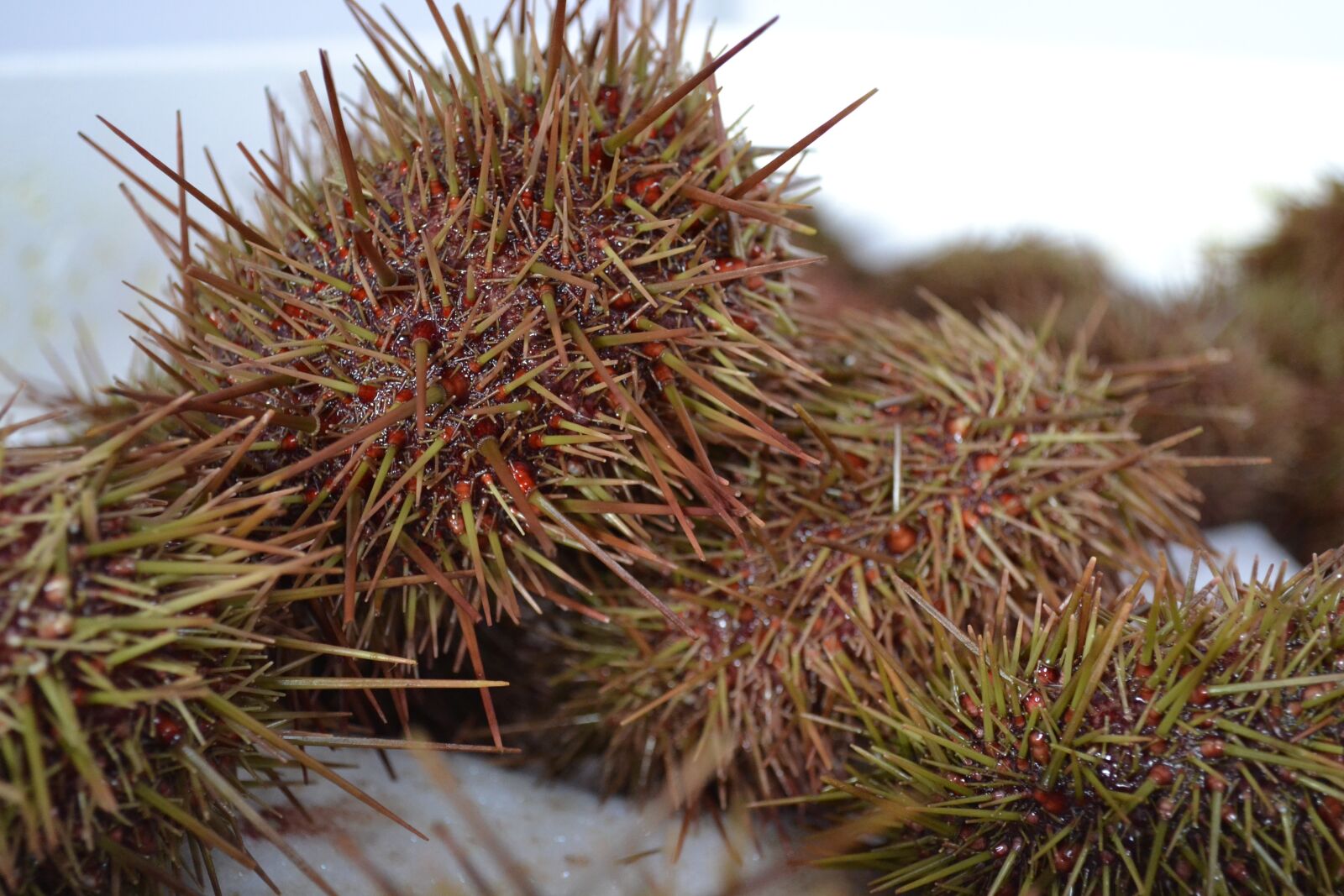 Nikon D3100 sample photo. Hedgehogs, marine resources, sustainable photography
