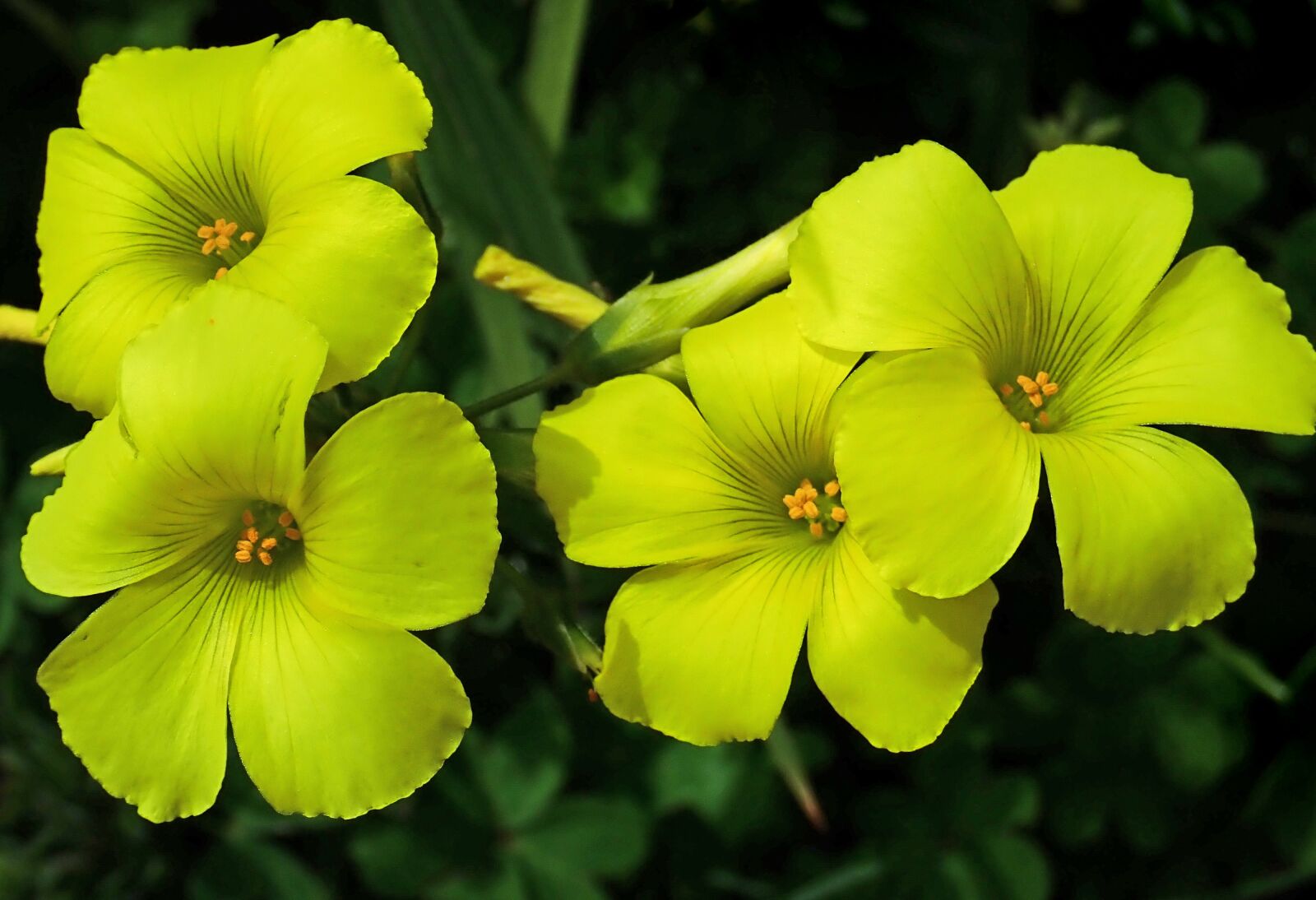 Olympus TG-5 sample photo. Flowers, yellow, weed photography