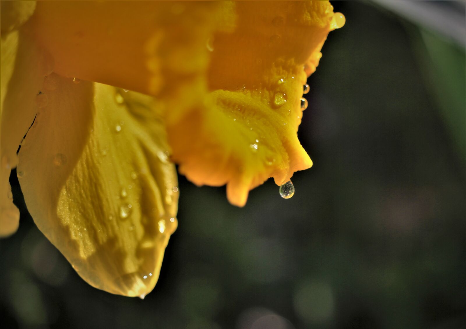 Canon EOS 7D sample photo. Narcissus, yellow, daffodil photography